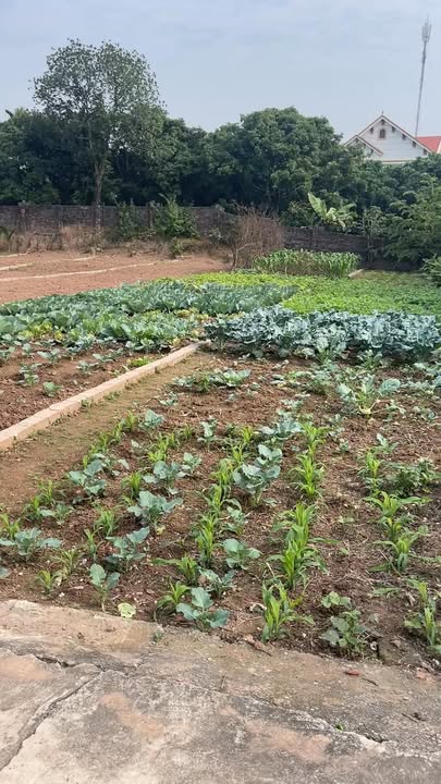 Đất nền ở Tổ dân phố Kệ Châu 2, phường Sơn Nam 141,6m² giá 1.6 tỷ - Cơ hội đầu tư tuyệt vời!