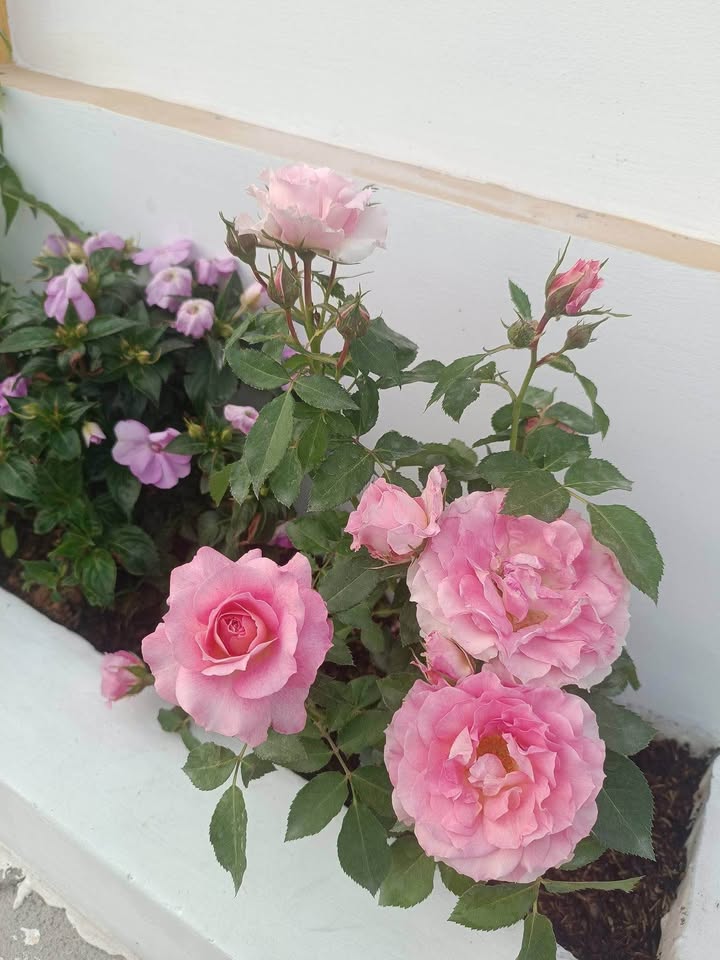 Đất Trường Đông 1000m² giá 450 triệu - Đường ô tô tới nơi!