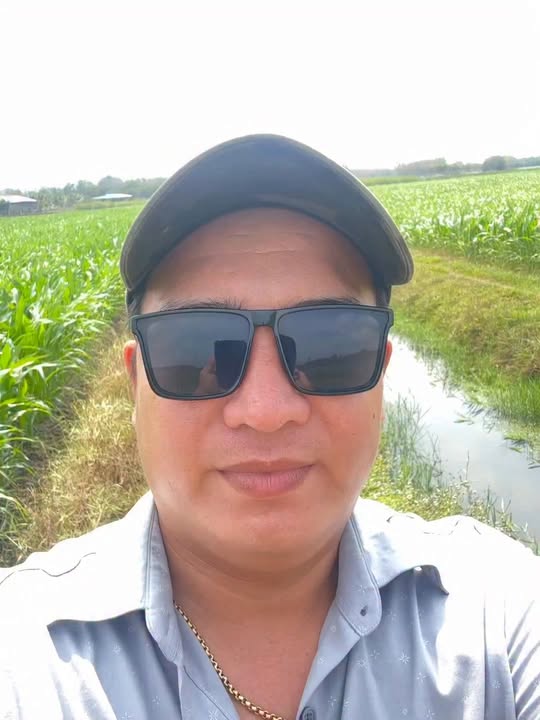 Đất lúa 7000m² tại Cẩm Giang, Gò Dầu - Giá chỉ 1.3 tỷ, thương lượng!