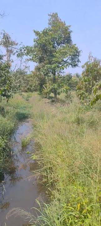 Quỹ đất vàng 11.888m² Mỹ An - Mang Thít - Vườn sầu riêng đẹp giá chỉ 6 tỷ!