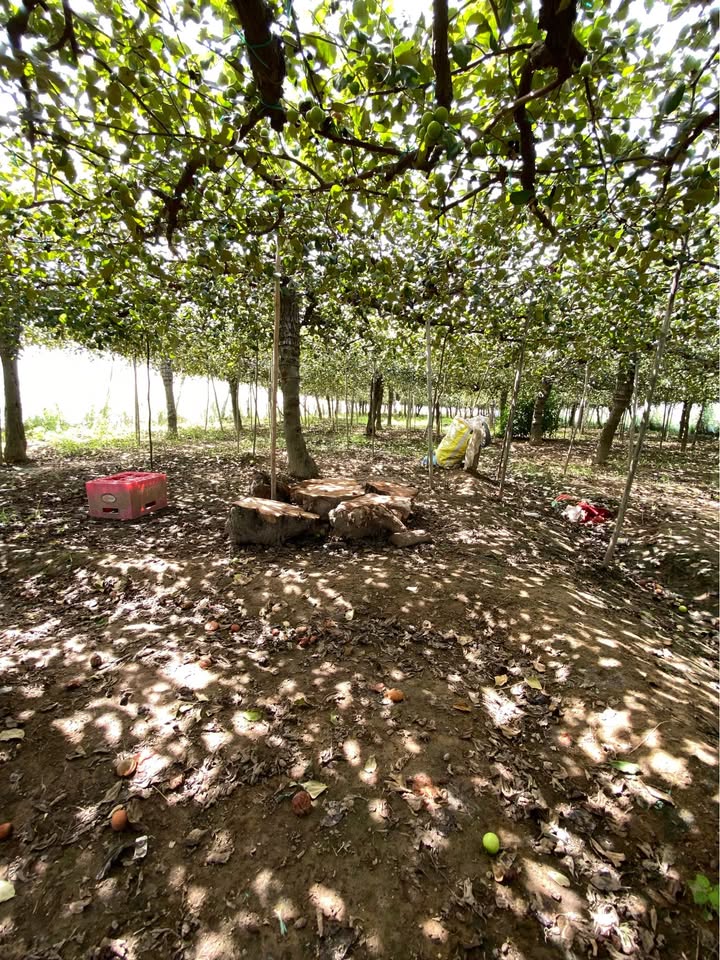 Đất nông nghiệp Phường Văn Hải - 1.148m² chỉ 520 triệu - Đầu tư sinh lời ngay!