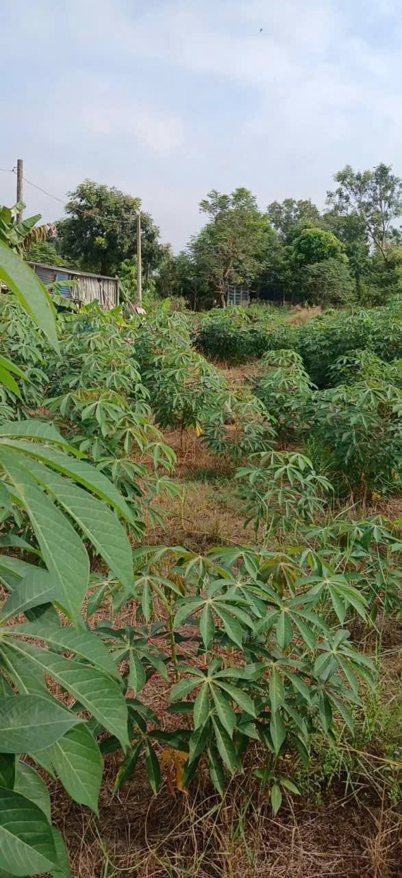 Đất vườn 4797m² giá 23.985 tỷ - Sổ đỏ chính chủ, 2 mặt tiền đường!