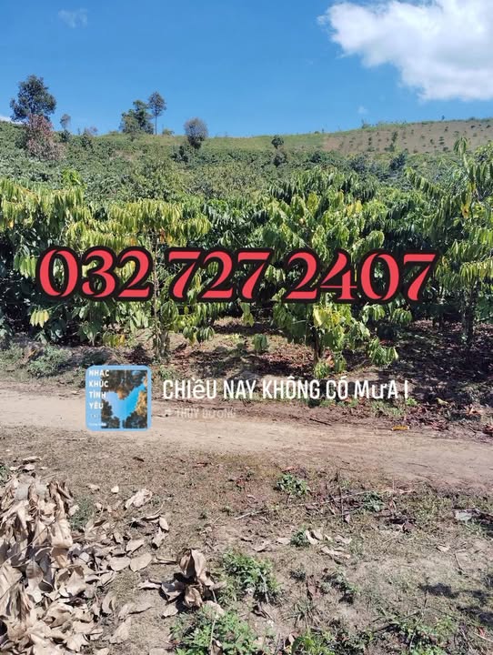 Vườn cà phê Đạ M' Rong 1ha giá 1.25 tỷ - Đầu tư sinh lời ngay!