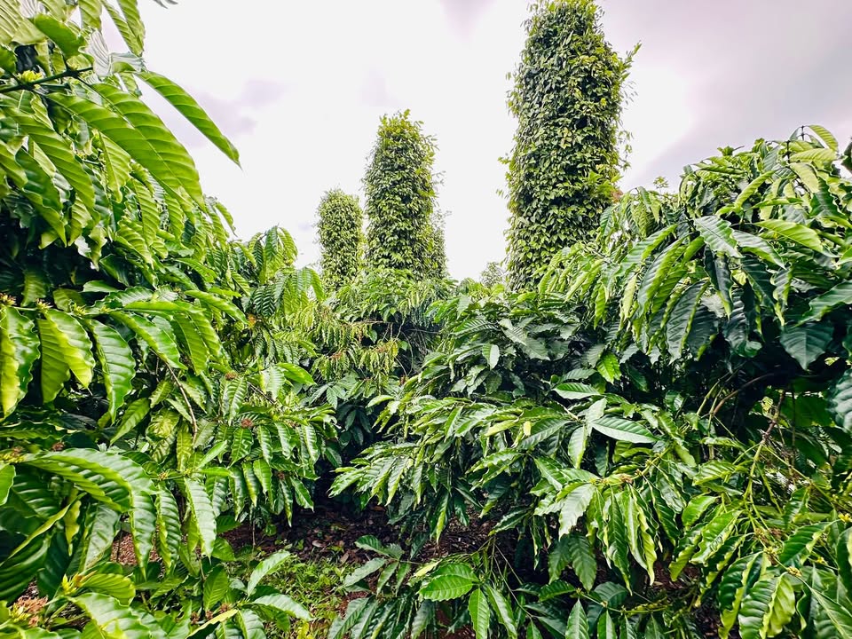 Đất Farm 2ha tại Xã Đắk Drô, Huyện Krông Nô - Giá Thỏa Thuận, Tiềm Năng Sinh Lời Cao!