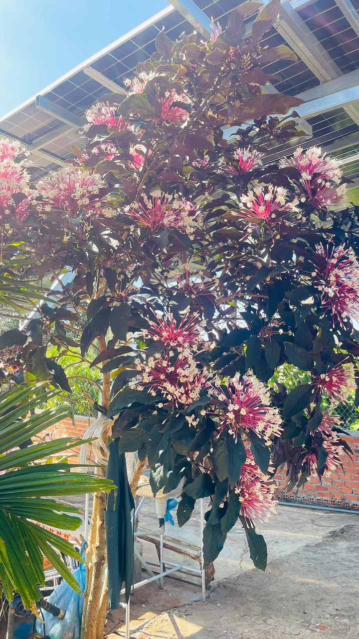 Đất mặt tiền T1, Phường Tân An, Buôn Ma Thuột 275m² giá 2.999 tỷ - Cơ hội đầu tư vàng!