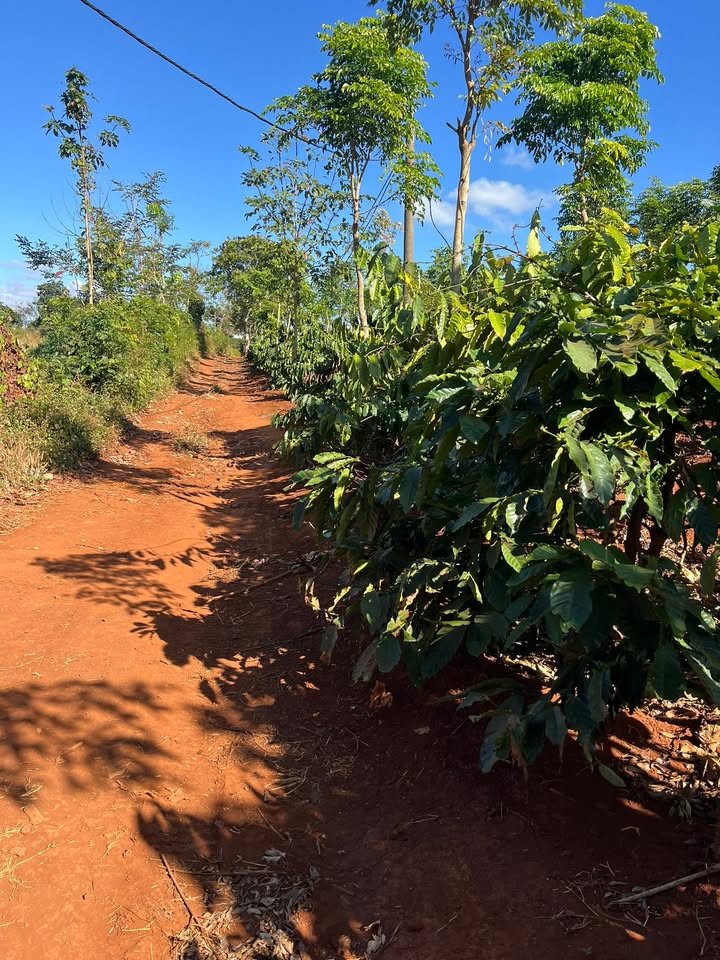 Farm đất Cư Suê 20160m² giá 840 triệu - Cơ hội đầu tư tuyệt vời!