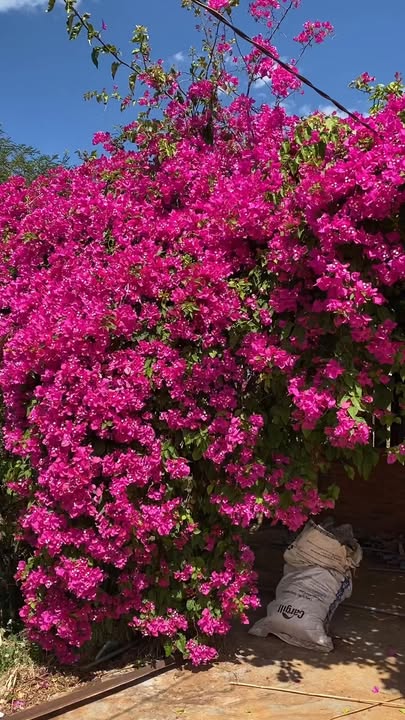 Rẫy nghỉ dưỡng Phú Quang, Chư Pưh 7000m² giá 2 tỷ - Đầu tư sinh lời ngay!