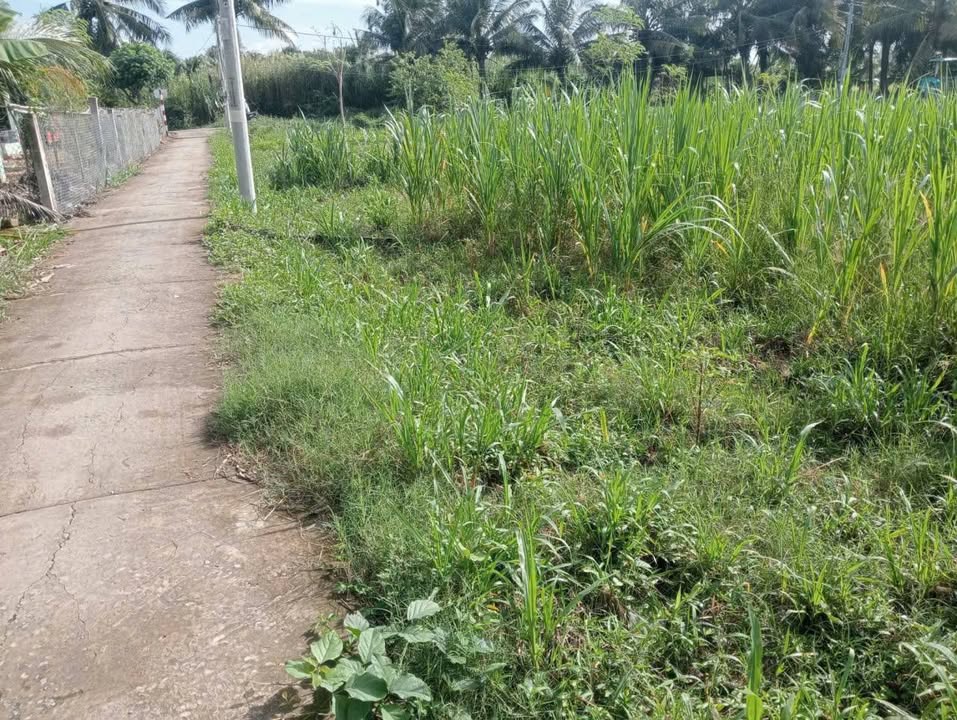 Đất thổ cư 178m² tại phường Trung An, Đồng Tháp giá 5xx triệu - Cơ hội đầu tư tiềm năng!