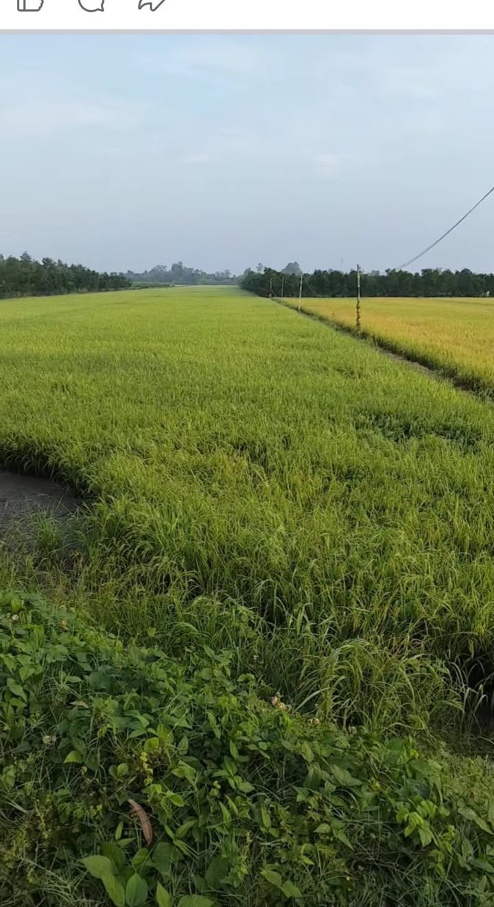 Đất nông nghiệp 4000m² tại Đốc Binh Kiều, giá 760 triệu - Cơ hội đầu tư tốt!