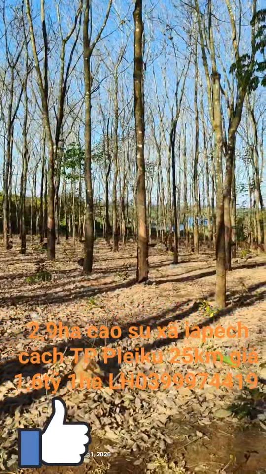 Đất Farm 2,9ha tại xã Gào, Gia Lai giá 4.64 tỷ - Tiềm năng đầu tư lớn!