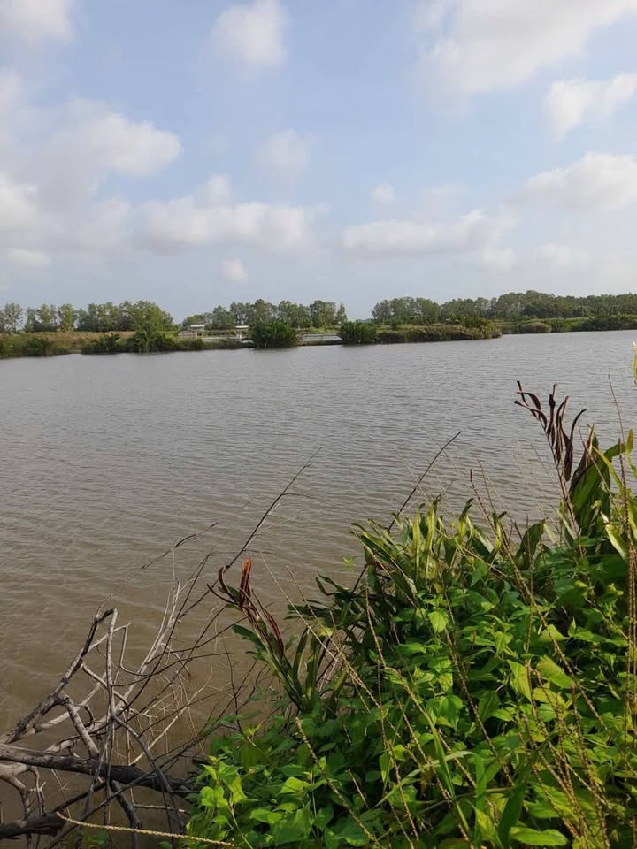 Đất nuôi tôm 1 mẫu tại Xã Định Trung, Huyện Bình Đại - Giá 3 tỷ, chính chủ bán gấp!