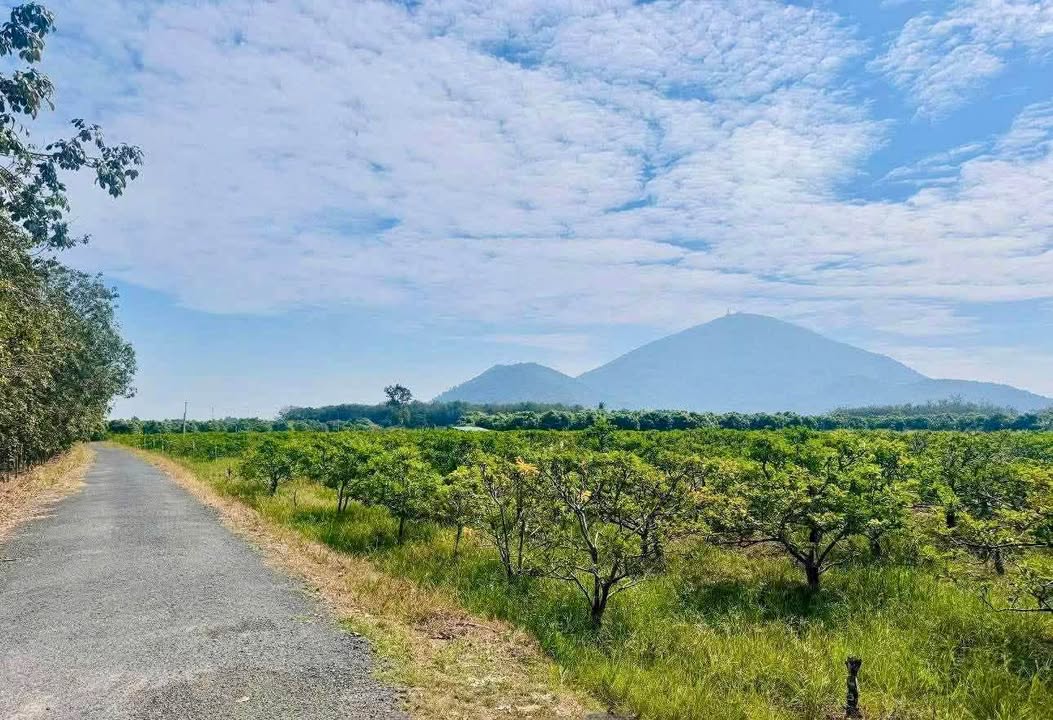 Đất mặt tiền phường Bình Minh, TP. Tây Ninh 980m² giá 639 triệu - View Núi Bà thoáng mát!