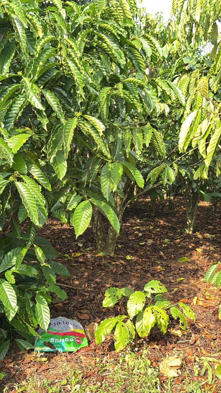 Farm 1,2ha tại Lộc Đức, Bảo Lâm giá 480 triệu - Đất đẹp, sổ hồng chính chủ!