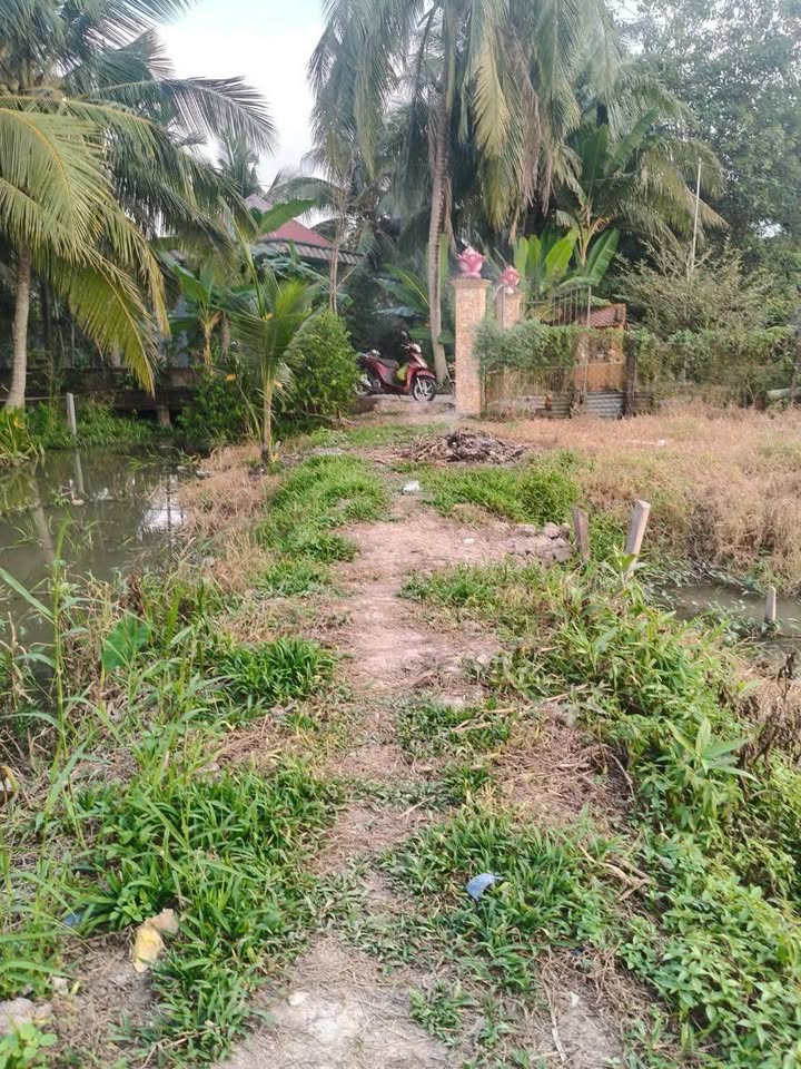 Đất ruộng 8 công tại Lộc Hòa, Long Hồ, Vĩnh Long giá 2 tỷ - Đầu tư sinh lời ngay!