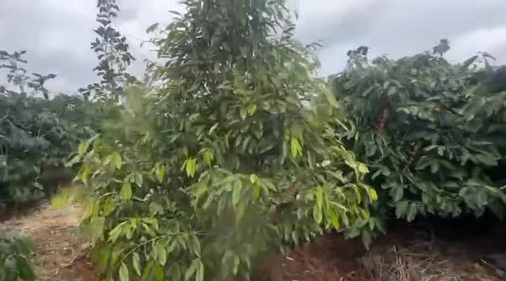 Đất nông nghiệp tại Thôn 5 Eason, Đắk Lắk 25.000m² giá 4.3 tỷ - Đầu tư sinh lời mạnh!