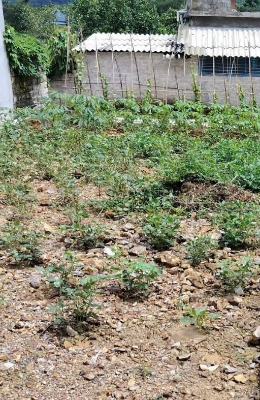 Đất nền xã Việt Khê mới, Thủy Nguyên, 75m² chỉ 500 triệu - Sổ hồng chính chủ!