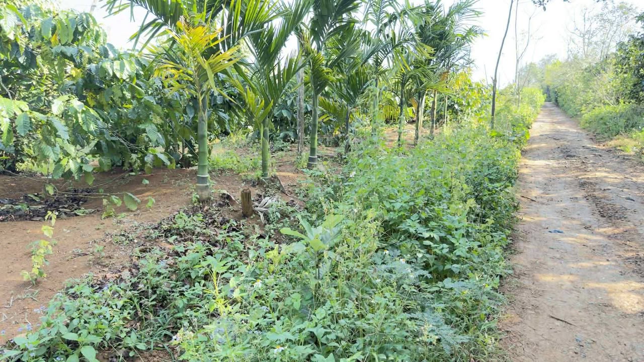 Đất rẫy Cư Bao 1404m² giá thỏa thuận – Đầu tư sinh lời ổn định!