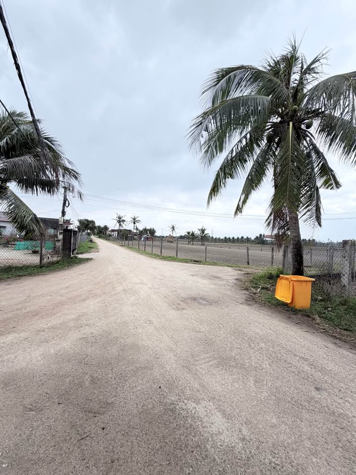 Đất trồng cây tại Bình Tân Tây Sơn 1000m² giá chỉ 179 triệu - Cơ hội đầu tư tuyệt vời!