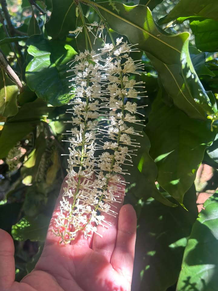 Đất thổ cư 192m² tại phường Đoàn Kết, Buôn Hồ - Giá 1.25 tỷ - Cần bán gấp!