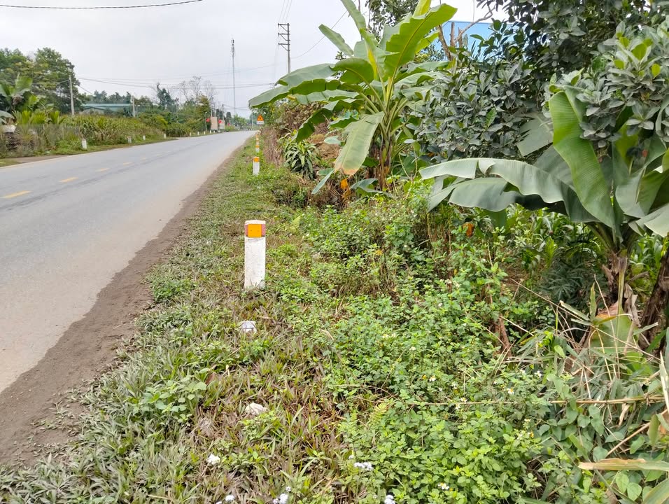 Đất mặt tiền Quốc lộ 32C - Xuân Áng 557m² giá thỏa thuận - Sổ đỏ chính chủ!