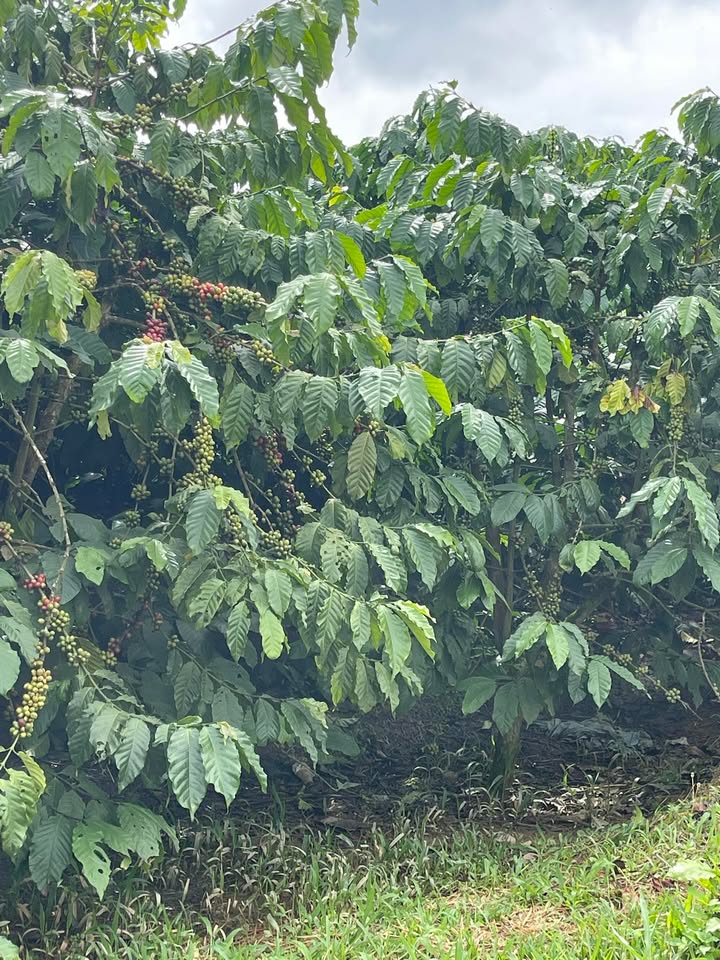 Đất nền xã Tân Thanh Bảo Lộc 8000m² giá 1.95 tỷ - Đầu tư sinh lời hấp dẫn!