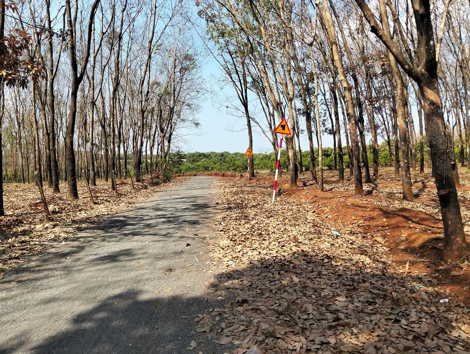 Đất nông nghiệp 2,6ha tại Bom Bo, Bù Đăng - Phát triển cây trồng lý tưởng!