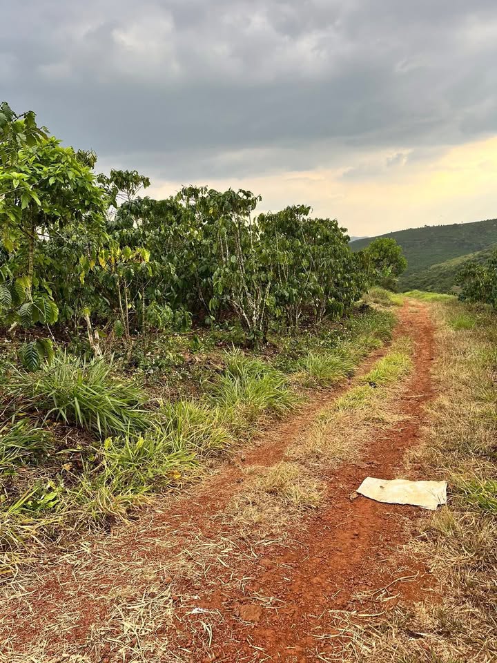 Đất Farm thôn 12 Lộc Ngãi 16.000m² giá 1.8 tỷ - Đầu tư sinh lời tuyệt vời!