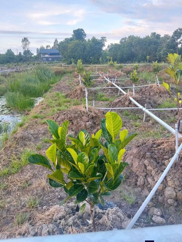 Đất vườn 11c6 Xã Mỹ Hòa 11,600m² giá 4.5 tỷ - Đầu tư sinh lời lý tưởng!