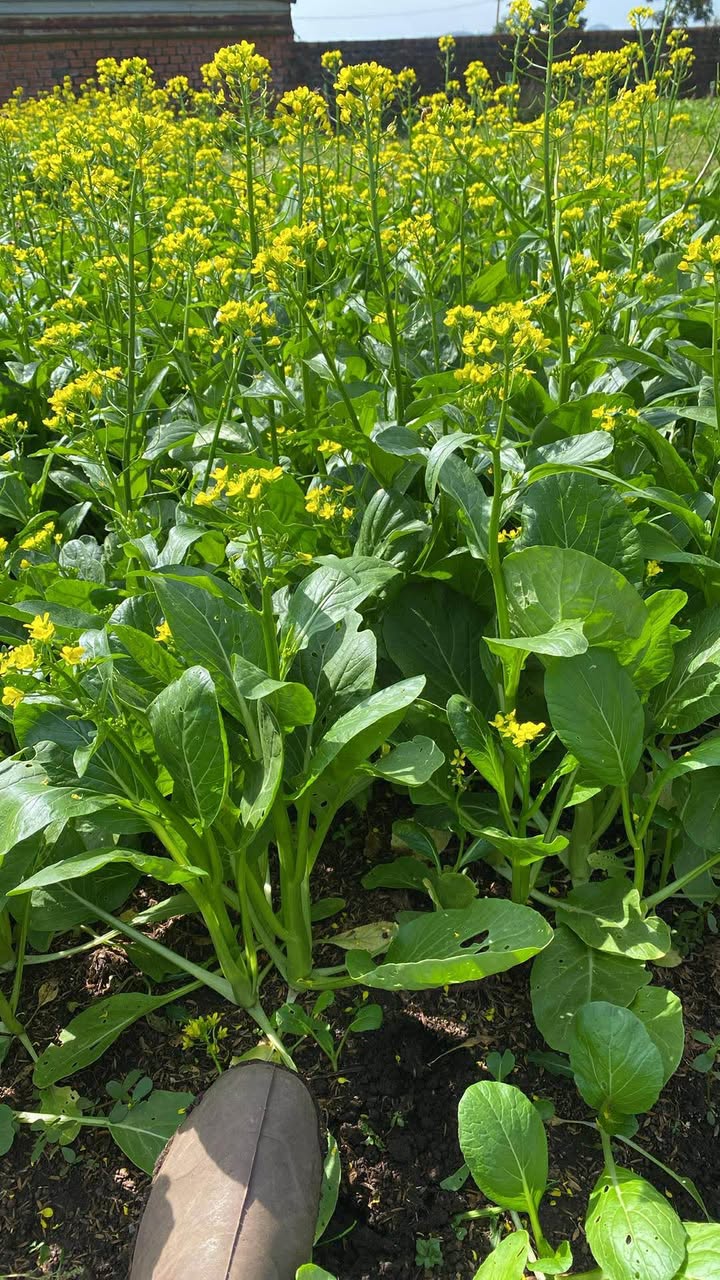 Đất thổ cư Thôn 3, Xã Hòa Xuân 102m² giá 399 triệu - Cơ hội đầu tư hiếm có!