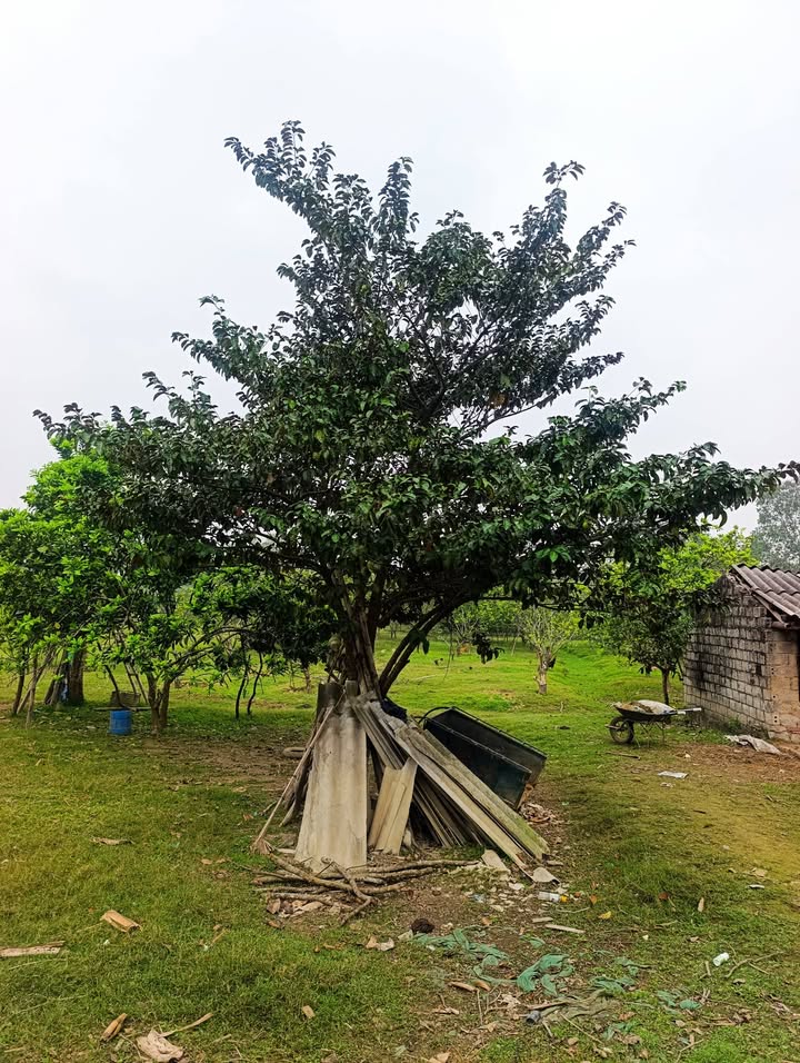 Đất trang trại Đông Sơn 30.000m² giá 1 tỷ - Cơ hội đầu tư hấp dẫn!