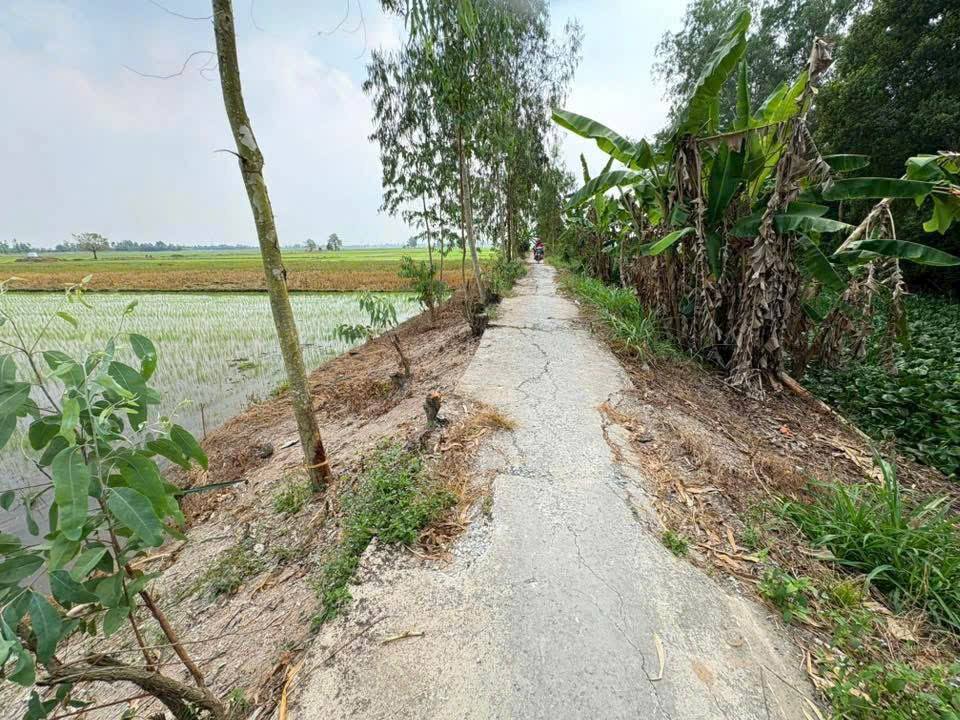 Đất nông nghiệp 2600m² tại xã Phong Mỹ, Đồng Tháp - Giá chỉ 550 triệu!