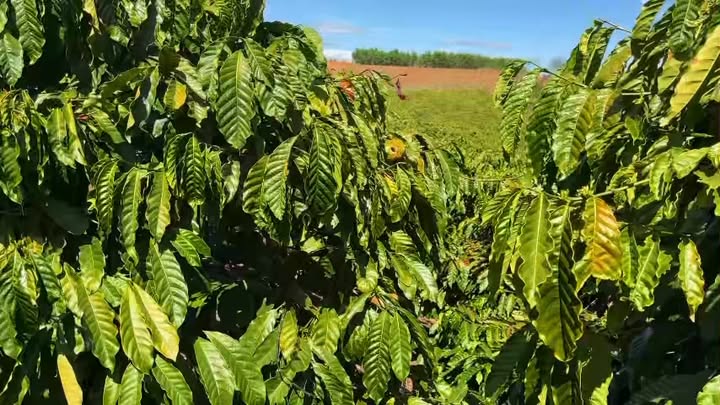 Farm Đắk Đoa, Gia Lai 4,7ha giá 5,17 tỷ - Đầu tư sinh lời ngay!