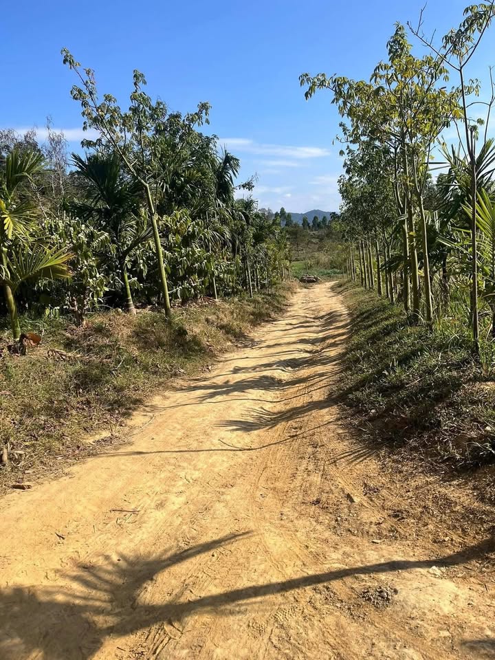 Lô rẫy 1,5ha tại xã Dur KMăl, Đắk Lắk - Giá 1,1 tỷ - Đường ô tô vào tận nơi!