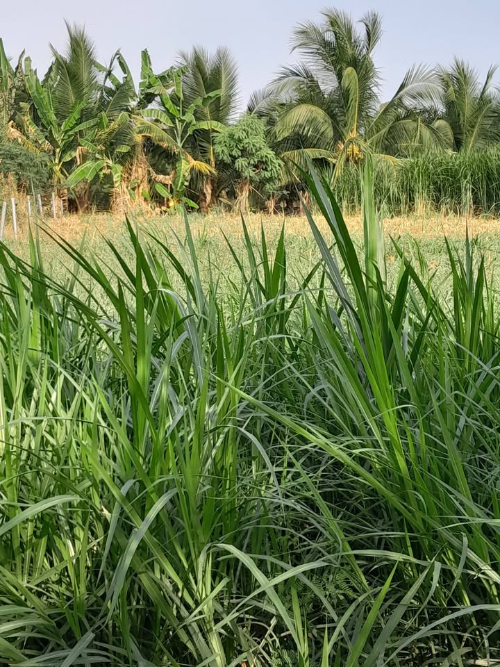 Đất nền 279m² Phước Trung, Gò Công Đông, giá 380 triệu - Đường bê tông thông thoáng