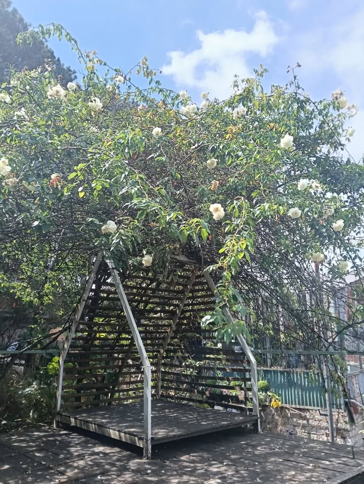 Nhà phố Đà Lạt 80m² giá 1.55 tỷ - Chính chủ cần bán gấp!