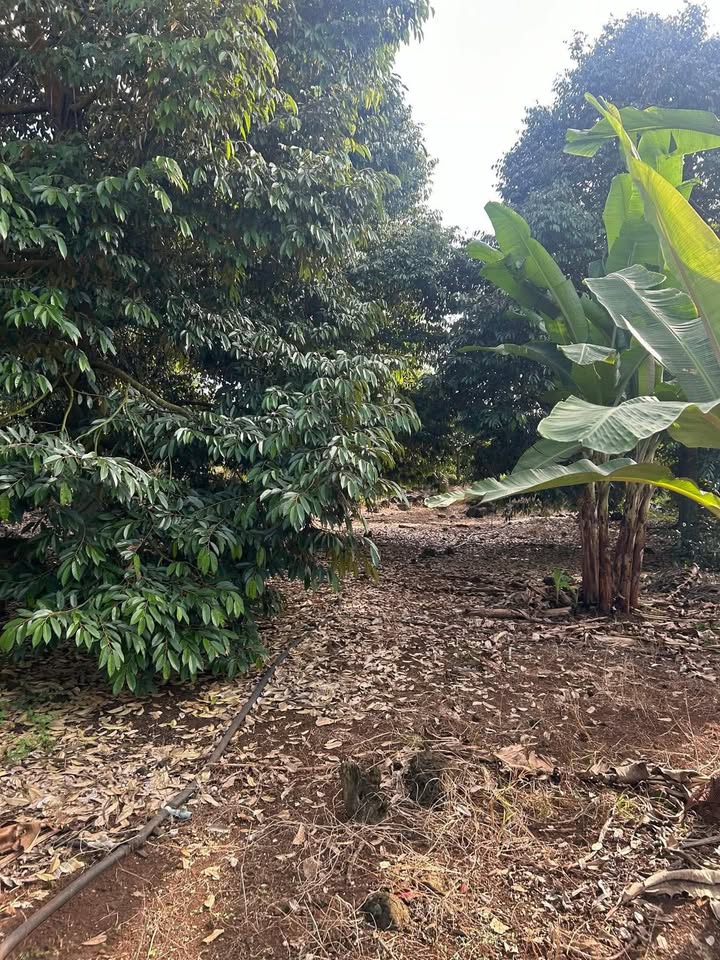 Farm 1,1 Mẫu Vườn Sầu Riêng Xã Phú Bình 7,5 Tỷ - Đầu Tư Sinh Lời