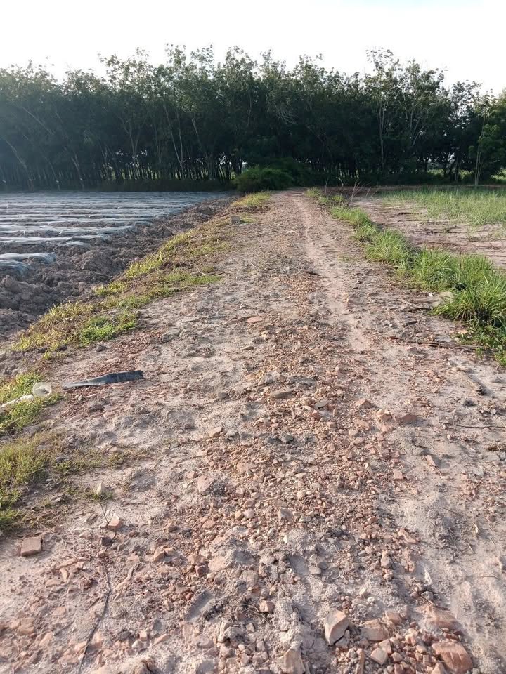 Đất nền Xã Thái Bình 10.000m² giá 950 triệu - Cơ hội đầu tư tuyệt vời!