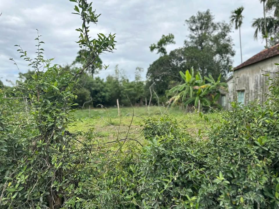 FrontHouse tại Phường Hòa Hải, Đà Nẵng 200m² giá 1.5 tỷ - Mặt tiền nhựa lớn, thuận tiện kinh doanh!