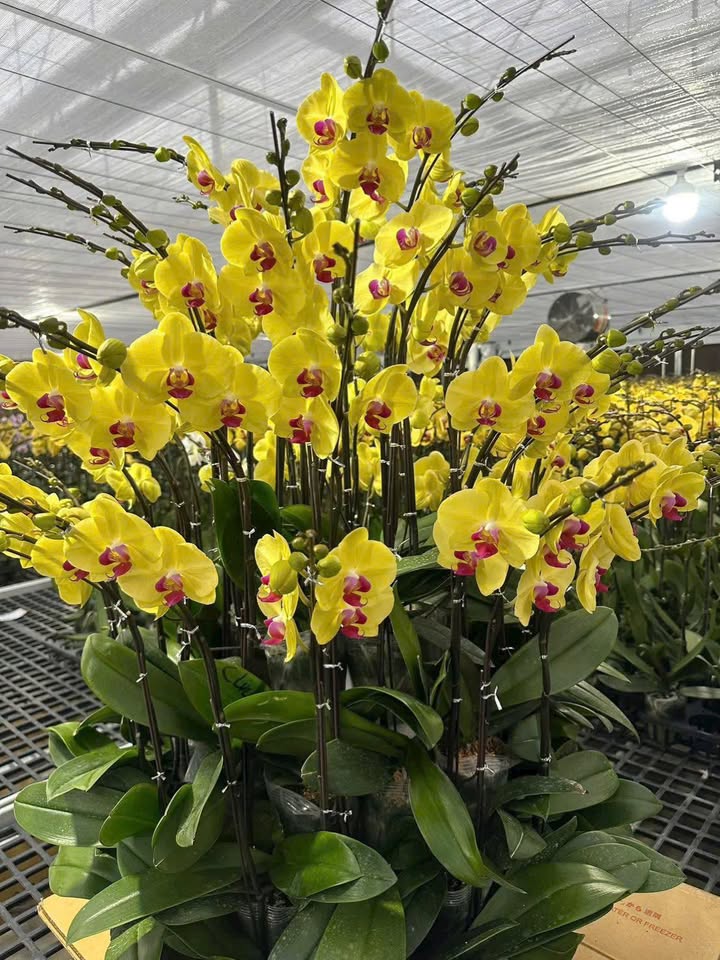 Đất nền Nơ Trang Lơng, An Lạc 224m² giá 2.25 tỷ - Chủ cần bán gấp!