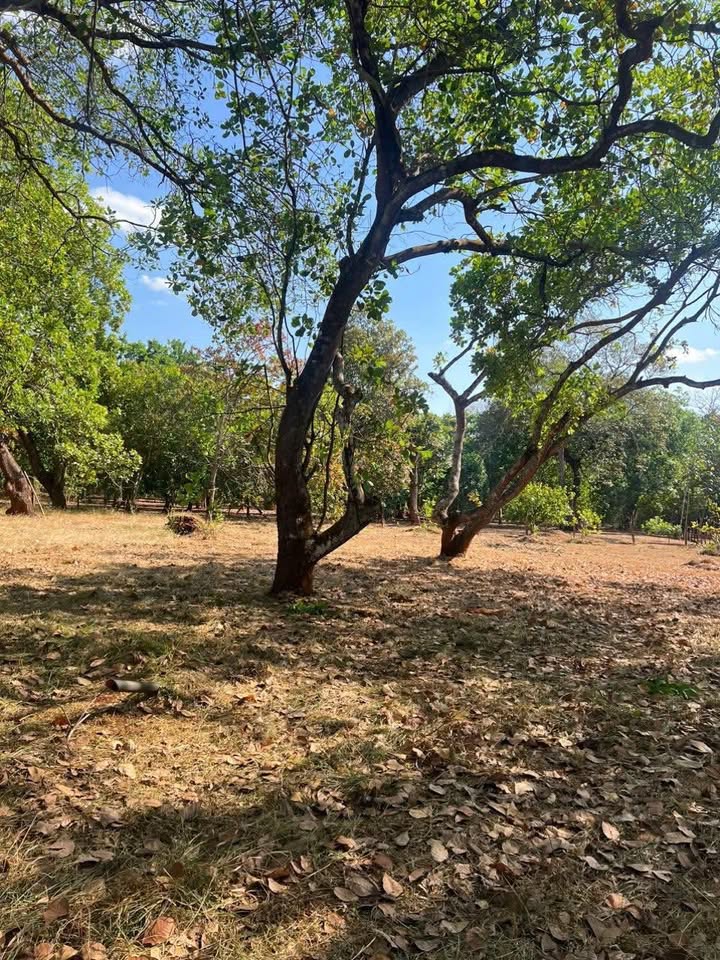 Đất Farm 14400m² tại Lộc Thái, Lộc Ninh chỉ từ 500 triệu - Sổ đỏ chính chủ!