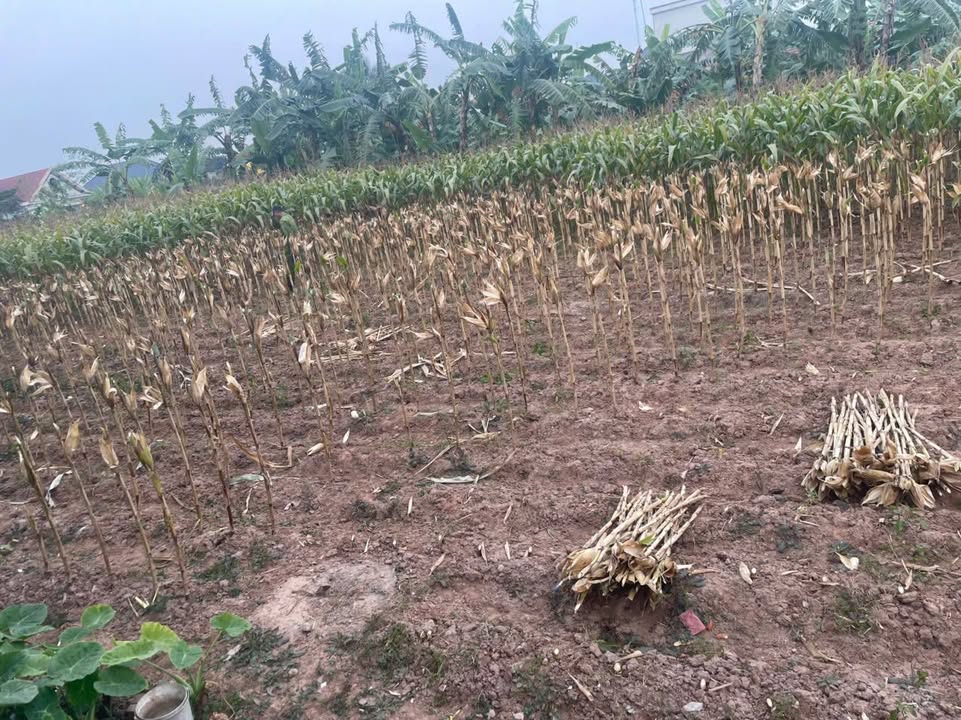 Đất nền Hùng Cường, Hưng Yên 560m² giá chỉ 100 triệu - Đầu tư sinh lời ngay!