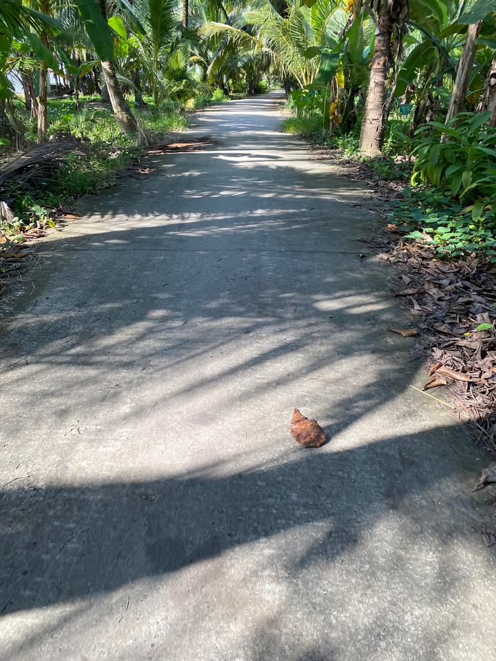 Đất nông nghiệp 45.000m² tại Ấp Ô Tưng, Vĩnh Long - Thỏa thuận giá hấp dẫn!