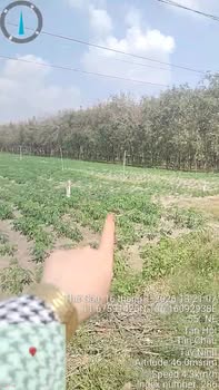 Đất nền ĐT 785, Huyện Tân Châu, 6000m² - Cơ hội đầu tư tuyệt vời!