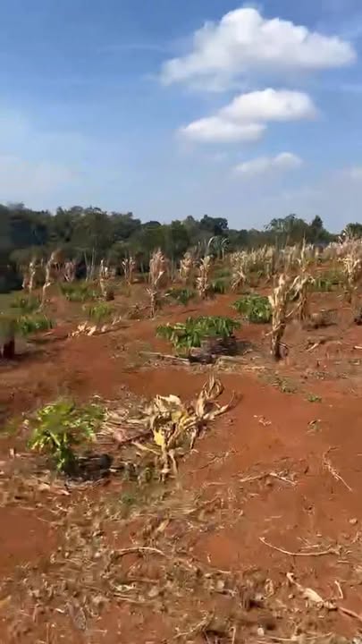 Đất Farm 15000m² tại Thị trấn Ea Pốk, Cư M'gar - Giá chỉ 9 tỷ!