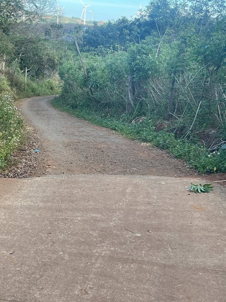 Đất nền 4 sào mặt tiền đường 50m, giá 1.499 tỷ - Pháp lý đầy đủ