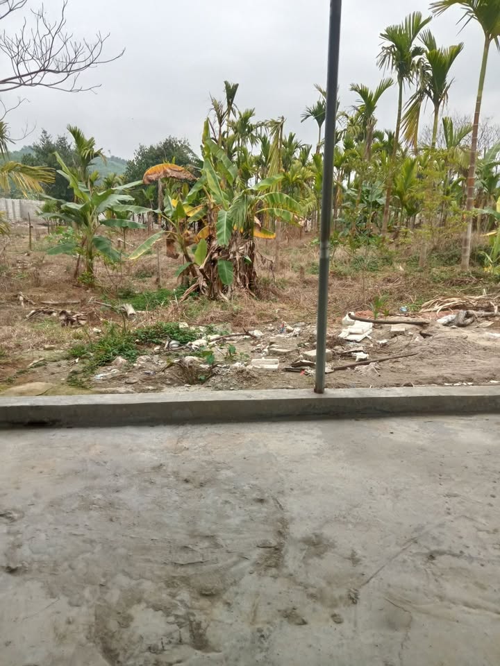 Đất chồng cây lâu năm 2000m² tại Huyện Lạc Sơn - Giá thỏa thuận hấp dẫn!