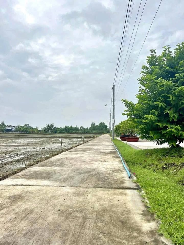 Đất lúa 3036m² Ông Non, Tân Trung, Gò Công chỉ 2.1 tỷ - Cơ hội đầu tư tuyệt vời!