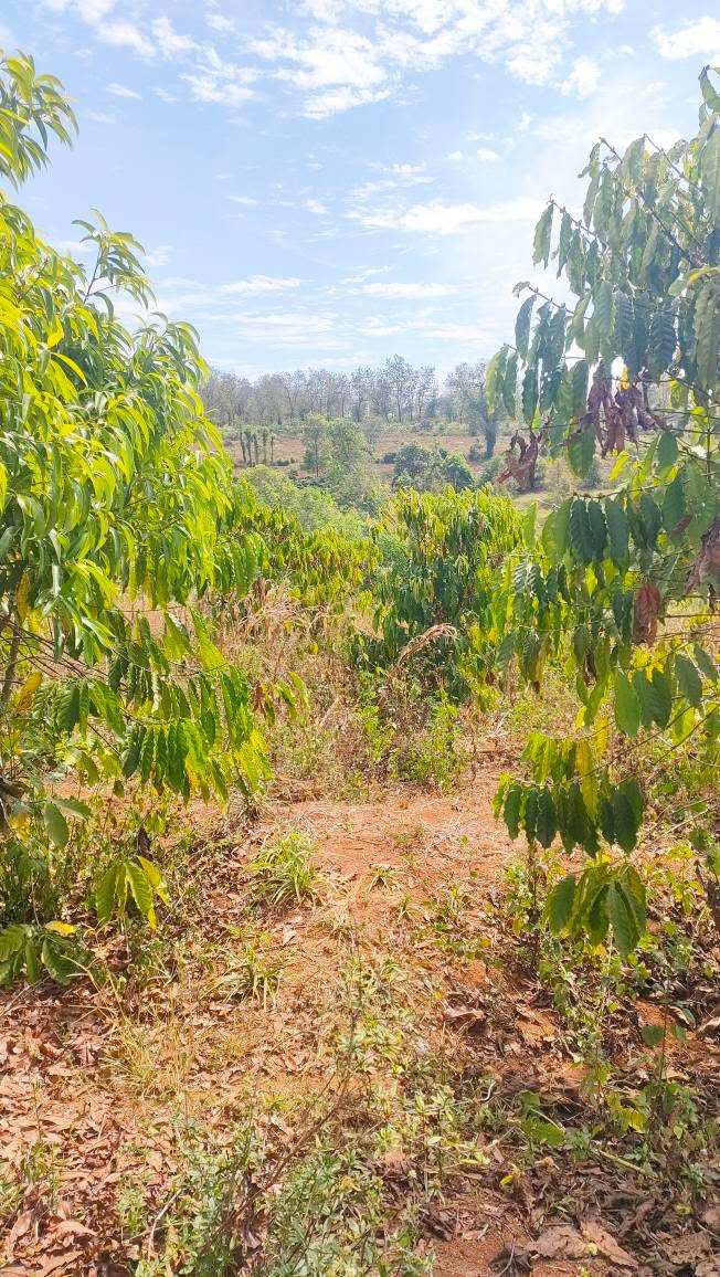 Đất nền 1152m² tại Huyện Đăk Đoa, Gia Lai - Giá chỉ 490 triệu - Cơ hội đầu tư tuyệt vời!