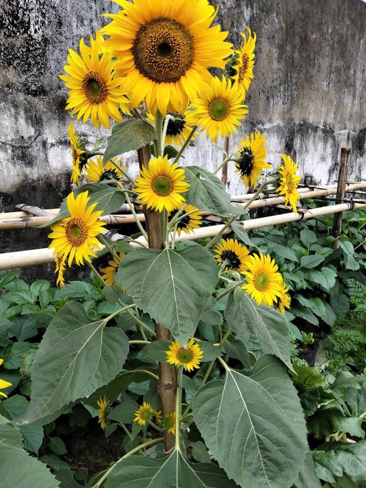 Đất nền Phường 5, TP Sóc Trăng 971m² giá 360 triệu - Cơ hội vàng đầu tư!