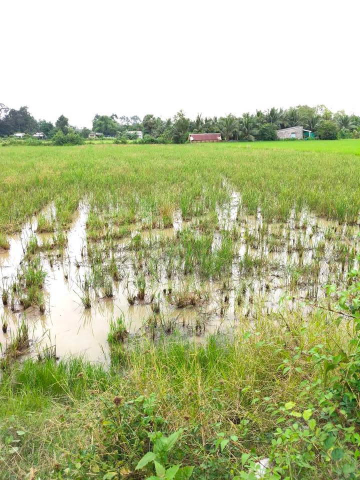 Đất lúa 1.890m² tại ấp Ba Se A, xã Lương Hòa, Châu Thành - Giá tốt chỉ 700 triệu!